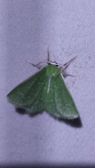 Synchlora frondaria