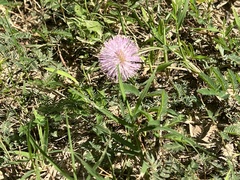 Mimosa strigillosa