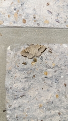 Frederickia s-signata