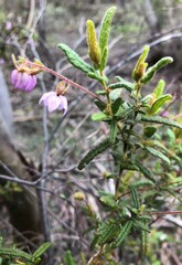 Thomasia petalocalyx