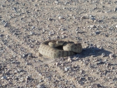 Crotalus viridis