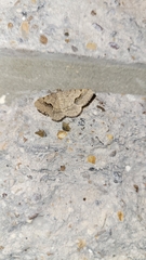 Frederickia s-signata