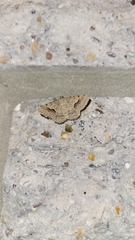 Frederickia s-signata