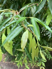 Syzygium floribundum