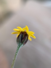 Tridax coronopifolia