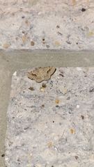 Frederickia s-signata