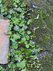 Torenia crustacea