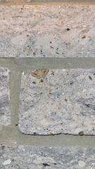 Frederickia s-signata