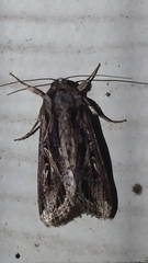 Spodoptera dolichos