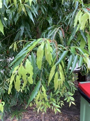 Syzygium floribundum