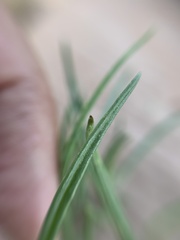 Tridax coronopifolia