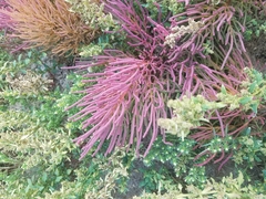 Salicornia rubra