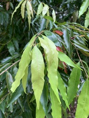 Syzygium floribundum
