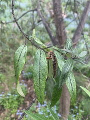 Asterotrichion discolor