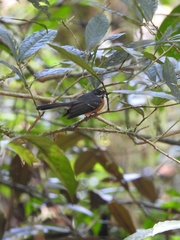 Rhipidura hyperythra