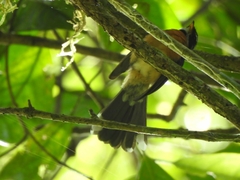 Rhipidura hyperythra