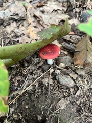 Russula rosacea