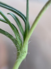 Tridax coronopifolia