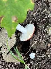 Russula rosacea