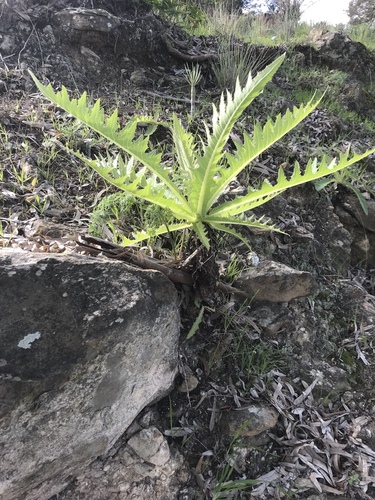 Sonchus acaulis image