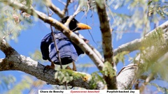 Cyanocorax beecheii