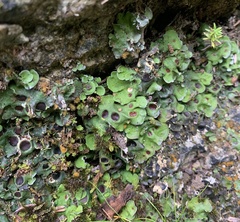 Solorina saccata