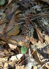 Neottia bifolia