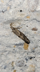 Crocidosema plebejana