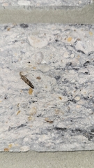 Crocidosema plebejana