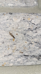 Crocidosema plebejana