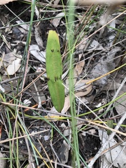 Cryptostylis subulata