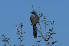 Aphelocoma coerulescens