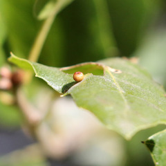 Dryocosmus minusculus