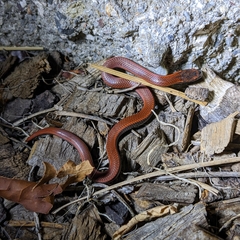 Contia tenuis