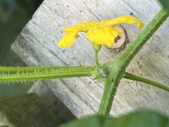 Cucumis