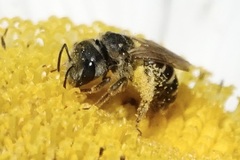 Odontalictus
