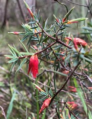 Stenanthera conostephioides
