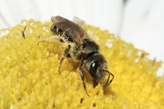 Odontalictus