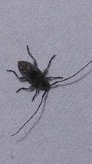 Sternidius mimeticus