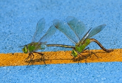 Anax parthenope julius