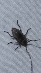 Sternidius mimeticus