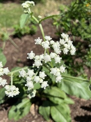 Parthenium integrifolium