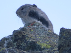 Ochotona collaris