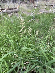 Bromus inermis