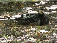 Branta leucopsis