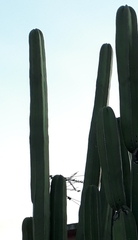 Lophocereus marginatus