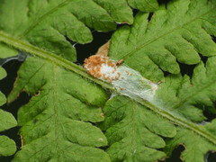 Stathmopoda