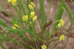 Goodenia lunata