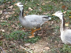 Anser indicus