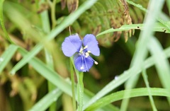 Commelina dianthifolia